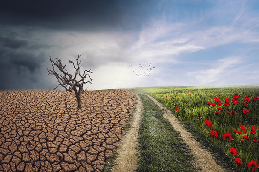 Climate change and its impact on air quality
